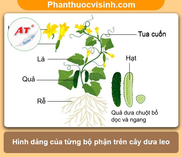 Hướng dẫn cách trồng dưa leo trong chậu tại nhà, sai quả