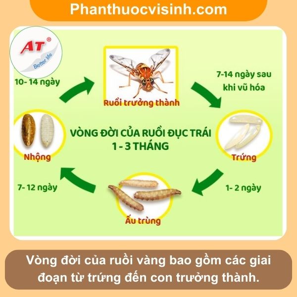 Hướng dẫn cách phòng trừ ruồi vàng hại táo hiệu quả, an toàn