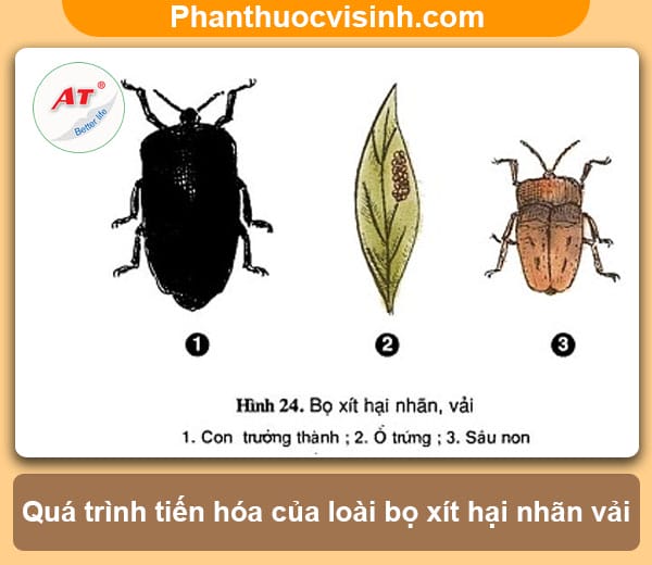 Phòng và diệt bọ xít hại nhãn vải như thế nào?
