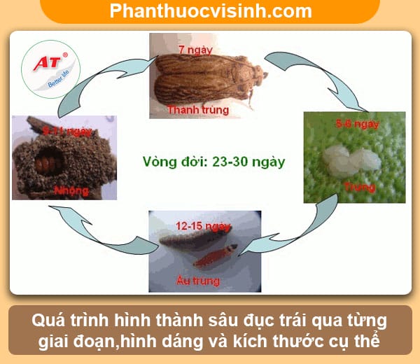 Biện pháp phòng trừ sâu đục trái bưởi nhanh chóng & hiệu quả 2 Biện pháp phòng trừ sâu đục trái bưởi nhanh chóng & hiệu quả
