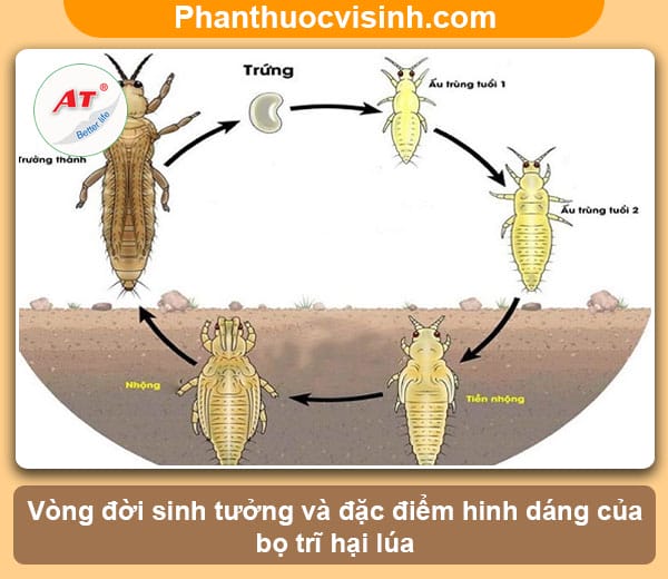 Cách phòng ngừa và chữa trị triệt để bọ trĩ hại lúa