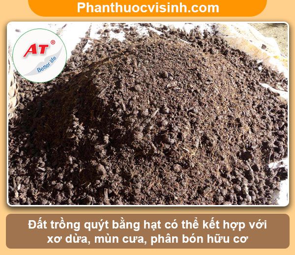 Hướng dẫn cách trồng quýt bằng hạt nảy mầm 100%, lớn nhanh