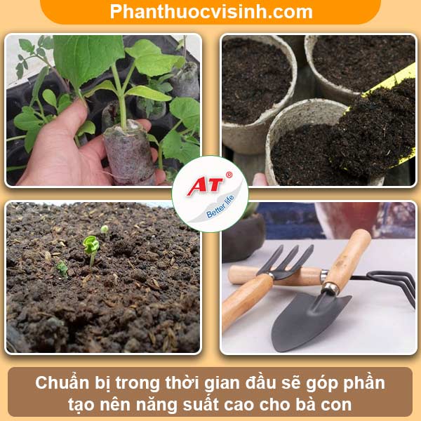 Hướng dẫn cách ươm hạt bầu tại nhà, tỷ lệ nảy mầm cao