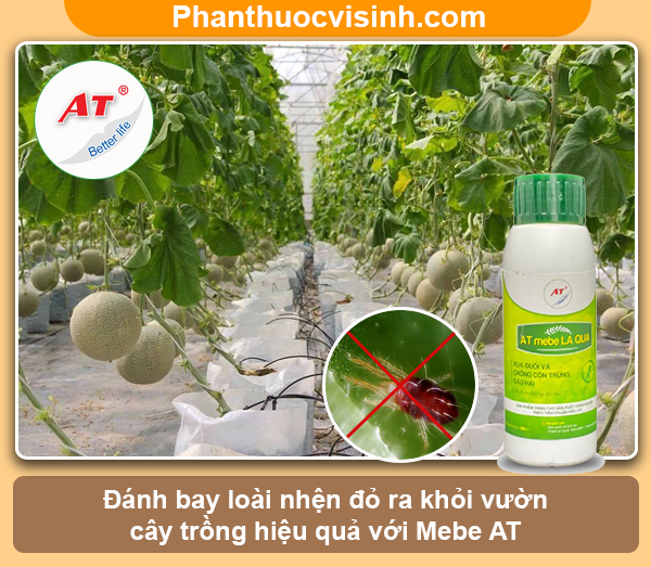 Mẹo trị nhện đỏ bằng nước rửa chén đơn giản nhưng hiệu quả