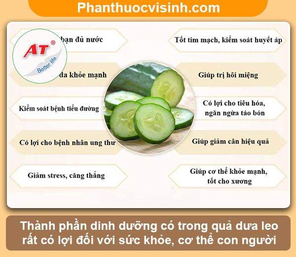 Hướng dẫn cách trồng dưa leo trong chậu tại nhà, sai quả