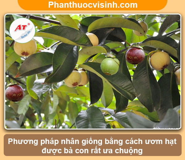 Hướng dẫn cách ươm hạt măng cụt nảy mầm thành công, sai quả 1 Hướng dẫn cách ươm hạt măng cụt nảy mầm, sai quả