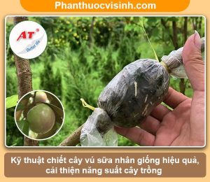 Hướng dẫn cách chiết cây vú sữa đơn giản, thành công 100%