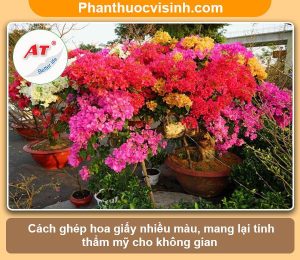 Ý nghĩa và Cách ghép cây hoa giấy tại nhà, ra hoa nhiều màu