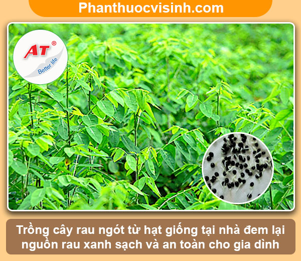 Hướng dẫn cách trồng rau ngót bằng hạt tại nhà lá xanh tươi