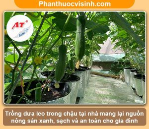 Hướng dẫn cách trồng dưa leo trong chậu tại nhà, sai quả