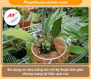 Hướng dẫn cách trồng lan bằng xơ dừa hoa nở rực rỡ, lâu tàn