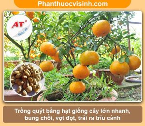 Hướng dẫn cách trồng quýt bằng hạt nảy mầm 100%, lớn nhanh