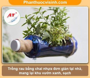 Hướng dẫn trồng rau bằng chai nhựa tạo khu vườn xanh, sạch