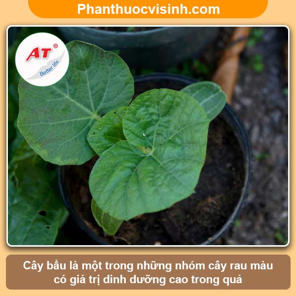 Hướng dẫn cách ươm hạt bầu tại nhà, tỷ lệ nảy mầm cao