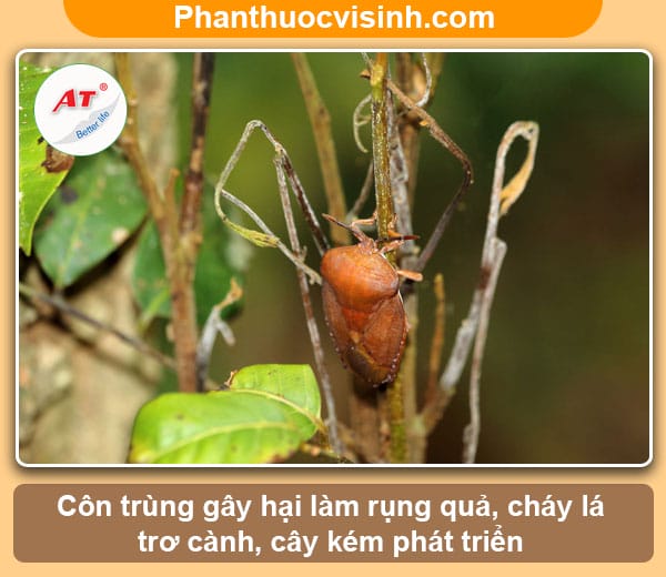 Phòng và diệt bọ xít hại nhãn vải như thế nào?