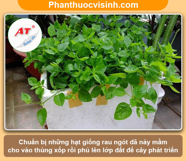 Hướng dẫn cách trồng rau ngót bằng hạt tại nhà lá xanh tươi