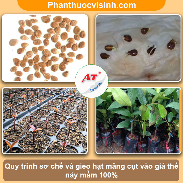 Hướng dẫn cách ươm hạt măng cụt nảy mầm thành công, sai quả 4 Hướng dẫn cách ươm hạt măng cụt nảy mầm, sai quả