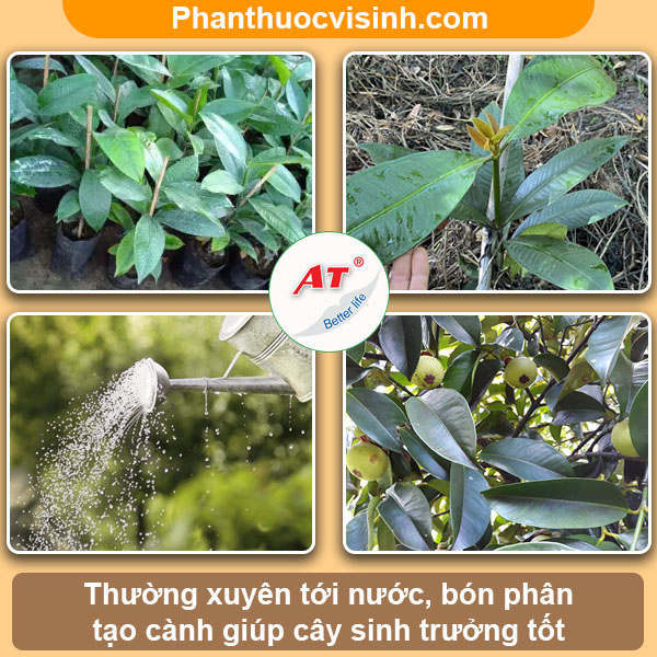 Hướng dẫn cách ươm hạt măng cụt nảy mầm thành công, sai quả 6 Hướng dẫn cách ươm hạt măng cụt nảy mầm, sai quả