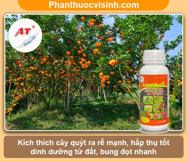 Hướng dẫn cách trồng quýt bằng hạt nảy mầm 100%, lớn nhanh