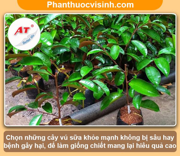 Hướng dẫn cách chiết cây vú sữa đơn giản, thành công 100% 2 Hướng dẫn cách chiết cây vú sữa đơn giản, thành công 100%