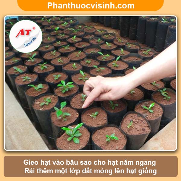 Hướng dẫn cách ươm hạt bầu tại nhà, tỷ lệ nảy mầm cao