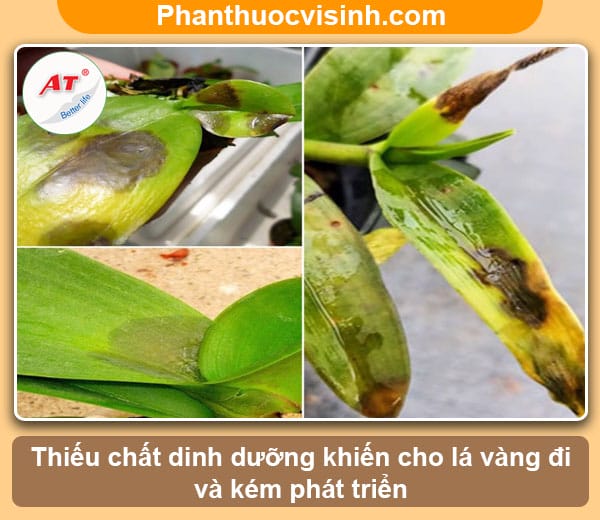 Nguyên nhân và những cách khắc phục lan bị vàng lá 3 Nguyên nhân và cách khắc phục lan bị vàng lá