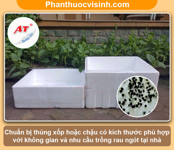 Hướng dẫn cách trồng rau ngót bằng hạt tại nhà lá xanh tươi