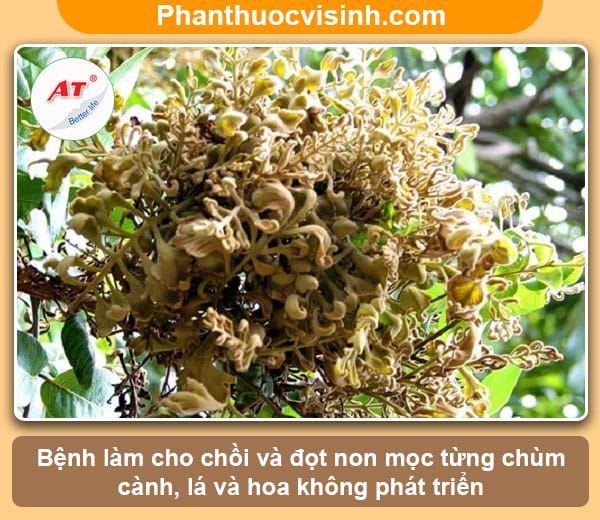 Biện pháp phòng trừ bệnh chổi rồng ở cây nhãn hiệu quả