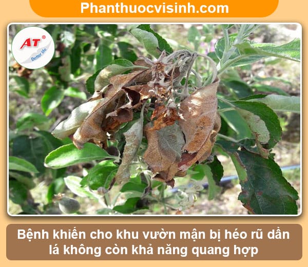Biện pháp phòng trừ cây mận bị cháy lá, tiết kiệm chi phí