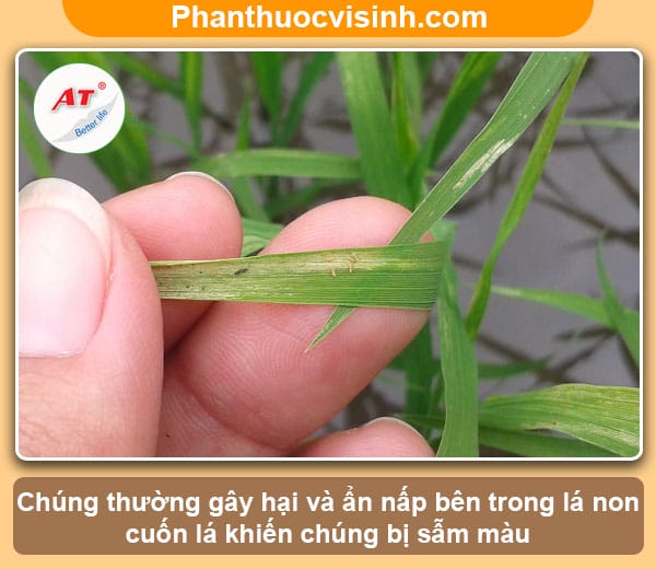 Cách phòng ngừa và chữa trị triệt để bọ trĩ hại lúa