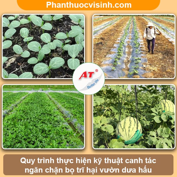 Biện pháp phòng trừ bọ trĩ hại dưa hấu triệt để và an toàn 4 Hướng dẫn cách tiêu diệt bọ trĩ hại dưa hấu tận gốc và an toàn