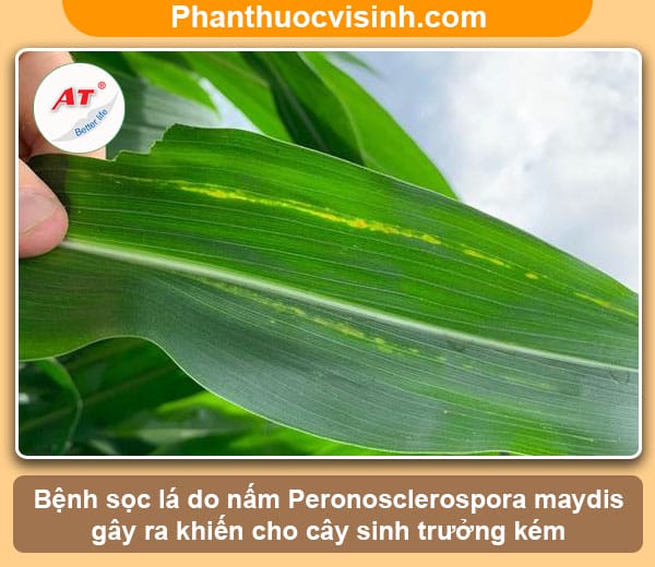 Bệnh sọc lá bắp, biện pháp phòng trừ hiệu quả
