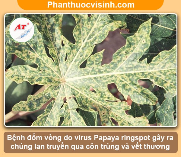 Biện pháp phòng trừ bệnh đốm vòng đu đủ an toàn & hiệu quả