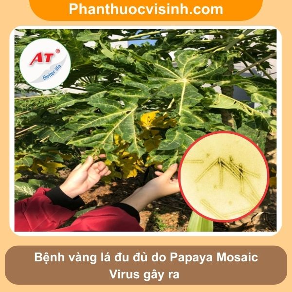 Đu đủ bị vàng lá nguyên nhân do đâu và cách phòng trừ