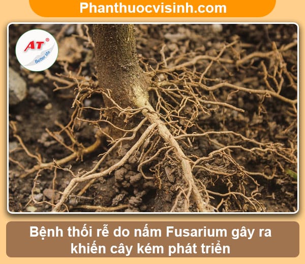 Bệnh thối rễ ở cây nhãn, biện pháp phòng trừ hiệu quả & an toàn