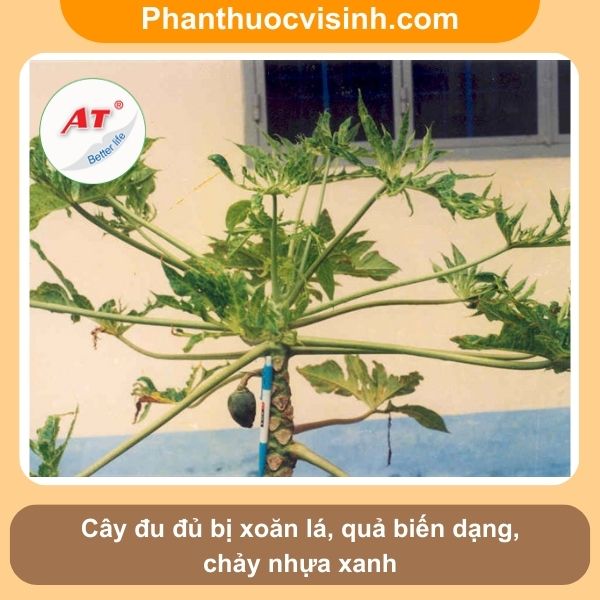 Đu đủ bị vàng lá nguyên nhân do đâu và cách phòng trừ