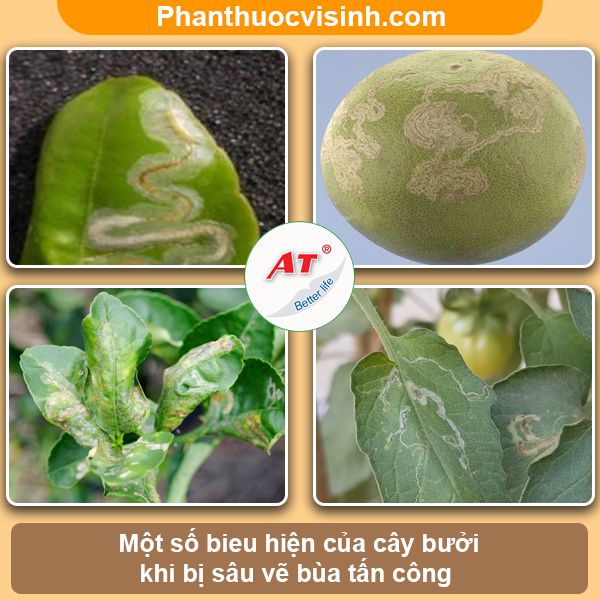 Biện pháp xử lý sâu vẽ bùa hại bưởi an toàn & hiệu quả