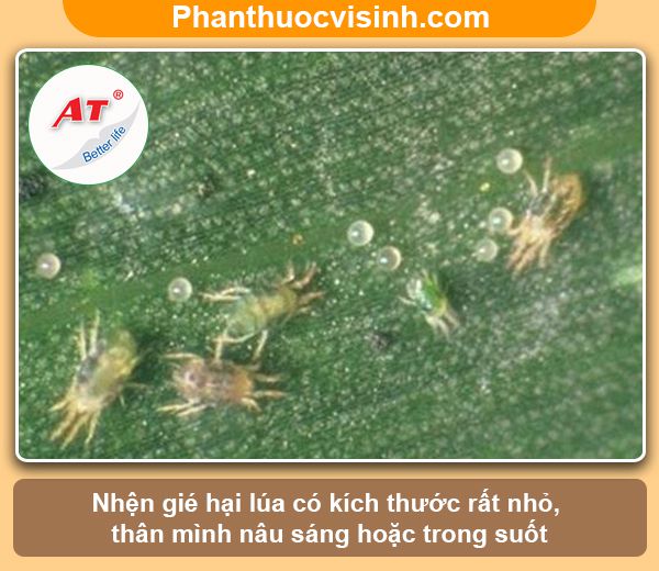 Các loại sâu bệnh hại lúa thường gặp & Biện pháp phòng trừ