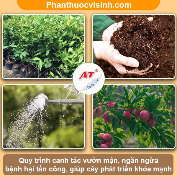 Biện pháp phòng trừ cây mận bị cháy lá, tiết kiệm chi phí