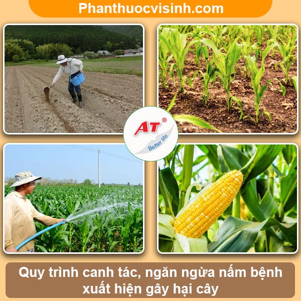 Bệnh sọc lá bắp, biện pháp phòng trừ hiệu quả