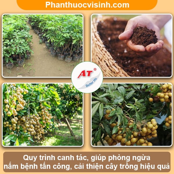 Bệnh thối rễ ở cây nhãn, biện pháp phòng trừ hiệu quả & an toàn