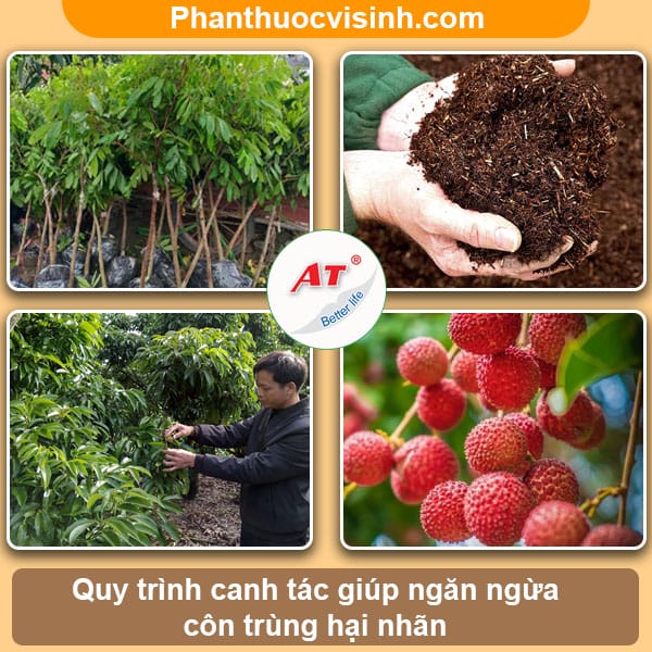 Phòng và diệt bọ xít hại nhãn vải như thế nào?