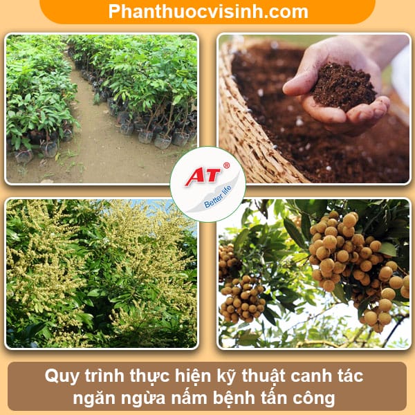 Biện pháp phòng trừ bệnh thối hoa nhãn vải an toàn, hiệu quả