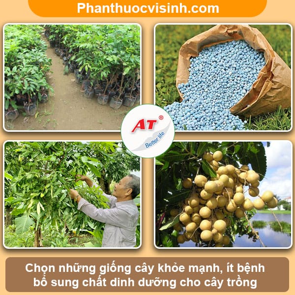 Biện pháp phòng trừ bệnh chổi rồng ở cây nhãn hiệu quả