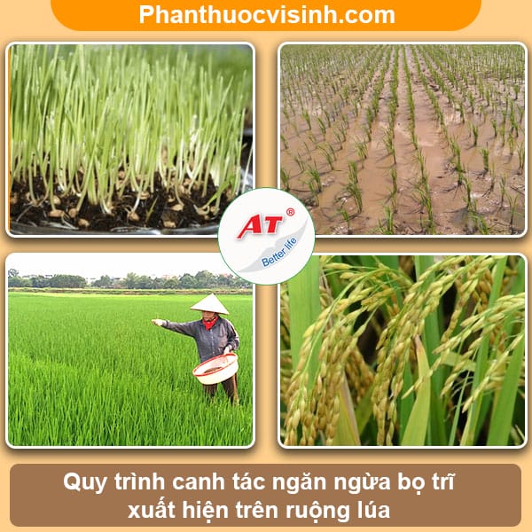 Cách phòng ngừa và chữa trị triệt để bọ trĩ hại lúa