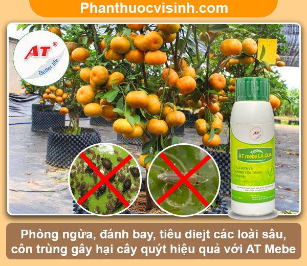 Hướng dẫn cách trồng quýt bằng hạt nảy mầm 100%, lớn nhanh