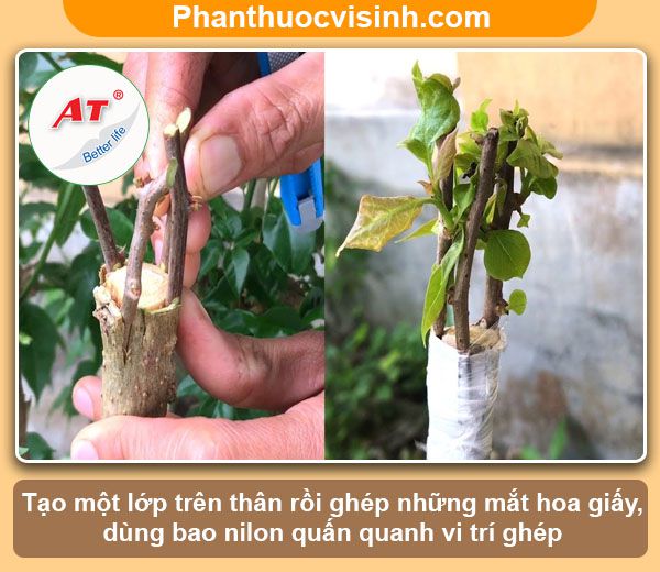 Ý nghĩa và Cách ghép cây hoa giấy tại nhà, ra hoa nhiều màu
