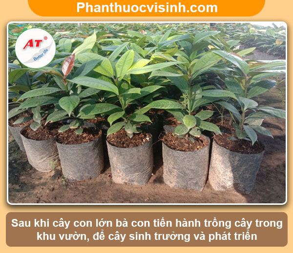 Hướng dẫn cách ươm hạt măng cụt nảy mầm thành công, sai quả 5 Hướng dẫn cách ươm hạt măng cụt nảy mầm, sai quả