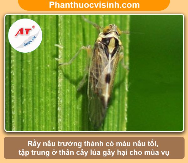 Các loại sâu bệnh hại lúa thường gặp & Biện pháp phòng trừ