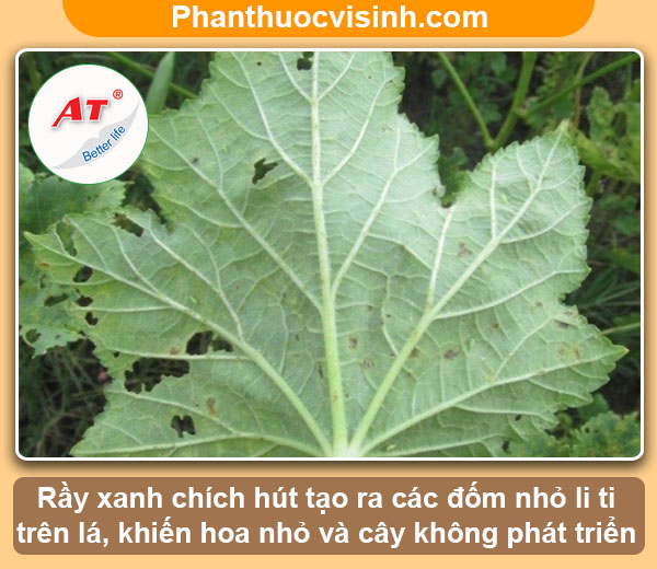 Biện pháp phòng trừ rầy xanh hại đậu bắp an toàn & hiệu quả